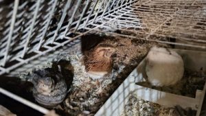 El Gobierno Provincial acompaña a pequeños productores en Julia Dufour