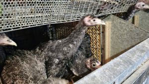 El Gobierno Provincial acompaña a pequeños productores en Julia Dufour