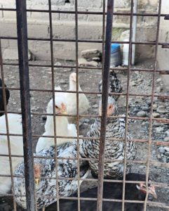 El Gobierno Provincial acompaña a pequeños productores en Julia Dufour