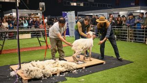 Santa Cruz exhibió esquila de ovejas y su tradicional poncho en la Rural de Buenos Aires