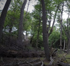 La lenga: un recurso valioso del bosque nativo de Santa Cruz