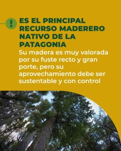 La lenga: un recurso valioso del bosque nativo de Santa Cruz