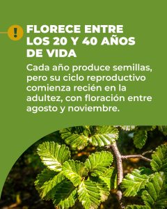 La lenga: un recurso valioso del bosque nativo de Santa Cruz