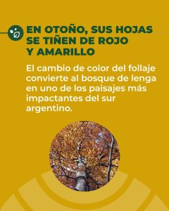 La lenga: un recurso valioso del bosque nativo de Santa Cruz