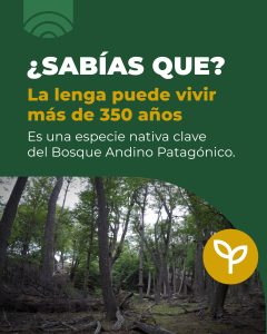 La lenga: un recurso valioso del bosque nativo de Santa Cruz