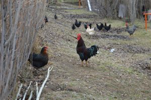 El Consejo Agrario Provincial de Santa Cruz refuerza medidas de prevención ante la gripe aviar