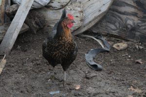 El Consejo Agrario Provincial de Santa Cruz refuerza medidas de prevención ante la gripe aviar