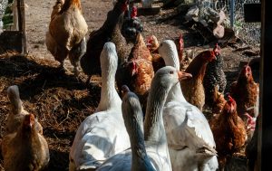 El Consejo Agrario Provincial de Santa Cruz refuerza medidas de prevención ante la gripe aviar