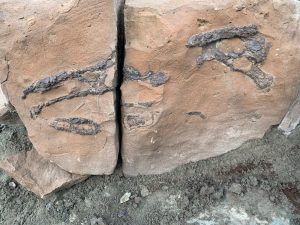 Investigador del Conicet presentará nuevo hallazgo paleontológico en Santa Cruz