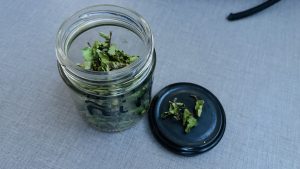 El Consejo Agrario realizó una charla educativa sobre la importancia de los árboles en la Escuela del Viento