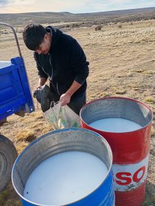 Productores de Santa Cruz implementan medidas de prevención contra la sarna ovina durante la zafra de esquila 2024/2025