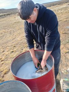 Productores de Santa Cruz implementan medidas de prevención contra la sarna ovina durante la zafra de esquila 2024/2025