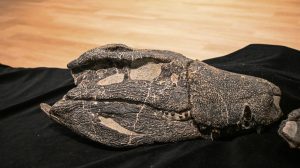 Kósten: un cocodrilo gigante de la era de los dinosaurios descubierto en Santa Cruz