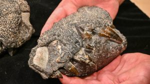 Kósten: un cocodrilo gigante de la era de los dinosaurios descubierto en Santa Cruz