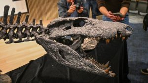 Kósten: un cocodrilo gigante de la era de los dinosaurios descubierto en Santa Cruz