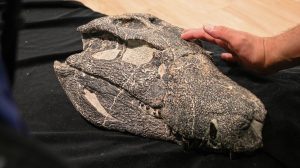 Kósten: un cocodrilo gigante de la era de los dinosaurios descubierto en Santa Cruz