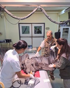 Estudios científicos sobre cóndor electrocutado y la recuperación de Walaq