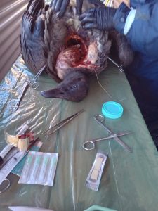 Estudios científicos sobre cóndor electrocutado y la recuperación de Walaq