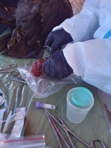 Estudios científicos sobre cóndor electrocutado y la recuperación de Walaq