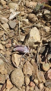 El Consejo Agrario Provincial lanza la campaña de prevención y control de la tucura sapo