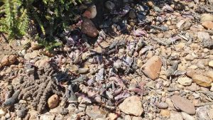 El Consejo Agrario Provincial lanza la campaña de prevención y control de la tucura sapo