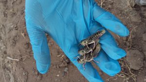 El Consejo Agrario Provincial lanza la campaña de prevención y control de la tucura sapo