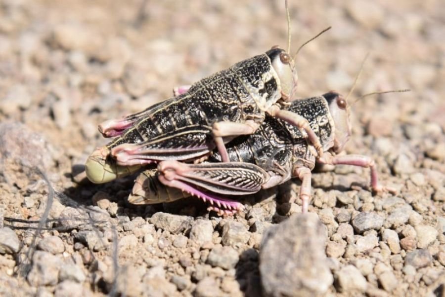 El Consejo Agrario Provincial lanza la campaña de prevención y control de la tucura sapo