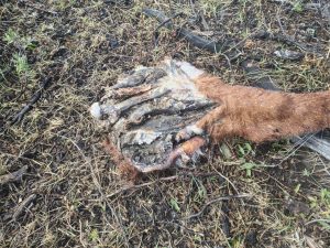 El Consejo Agrario empleó protocolo de actuación ante la presencia de carne envenenada en Río Turbio