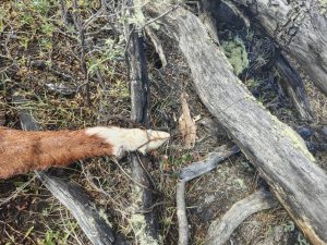 El Consejo Agrario empleó protocolo de actuación ante la presencia de carne envenenada en Río Turbio
