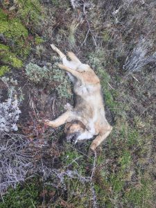 El Consejo Agrario empleó protocolo de actuación ante la presencia de carne envenenada en Río Turbio