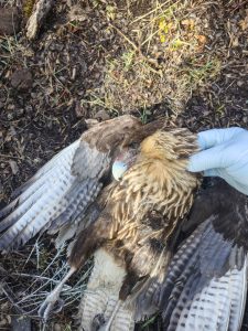 El Consejo Agrario empleó protocolo de actuación ante la presencia de carne envenenada en Río Turbio
