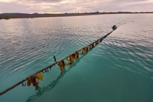 Santa Cruz acompañó la inauguración de la primera granja marina del país en San Julián