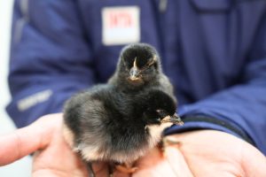 Puerto Santa Cruz avanza en el proyecto avícola impulsado por Santa Cruz Puede