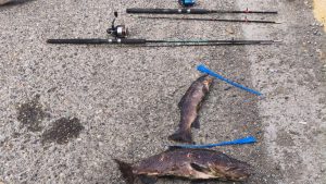 Operativo de control en Güer Aike: Decomisaron ejemplares de trucha en veda