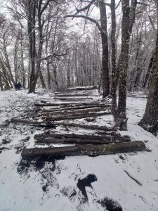 El Consejo Agrario intervino en Río Turbio para frenar extracción ilegal de madera en la Reserva Mazaruca