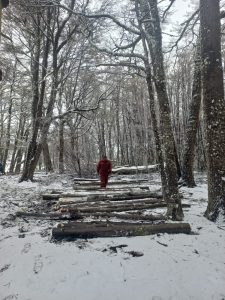 El Consejo Agrario intervino en Río Turbio para frenar extracción ilegal de madera en la Reserva Mazaruca