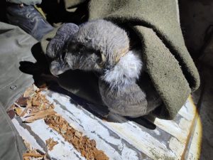 Walaq vuelve a su hábitat: Liberación del cóndor andino en 28 de Noviembre