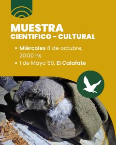 Walaq vuelve a su hábitat: Liberación del cóndor andino en 28 de Noviembre