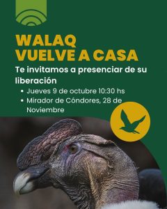 Walaq vuelve a su hábitat: Liberación del cóndor andino en 28 de Noviembre