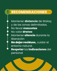 Walaq vuelve a su hábitat: Liberación del cóndor andino en 28 de Noviembre