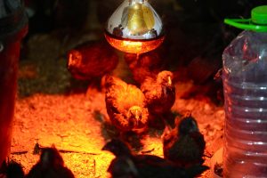 Daniel Álvarez encabezó una jornada de trabajo en Puerto Santa Cruz junto al intendente Juan Manuel Bórquez