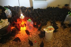 Santa Cruz Puede S.A.U. puso en marcha el proyecto avícola en Puerto Santa Cruz