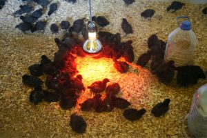 Santa Cruz Puede S.A.U. puso en marcha el proyecto avícola en Puerto Santa Cruz