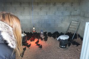 Ricci: “El proyecto avícola es un ejemplo de la nueva etapa productiva que vive Santa Cruz"