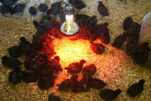 Bórquez: “Hace unos meses era un sueño y hoy ya es una realidad”