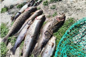 Los Antiguos: Pesca Continental decomisó 60 truchas tras intensos controles