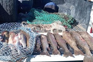 Los Antiguos: Pesca Continental decomisó 60 truchas tras intensos controles