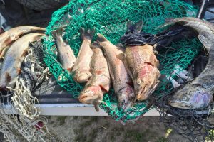 Los Antiguos: Pesca Continental decomisó 60 truchas tras intensos controles