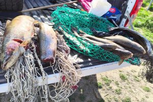 Los Antiguos: Pesca Continental decomisó 60 truchas tras intensos controles
