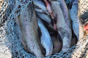 Los Antiguos: Pesca Continental decomisó 60 truchas tras intensos controles